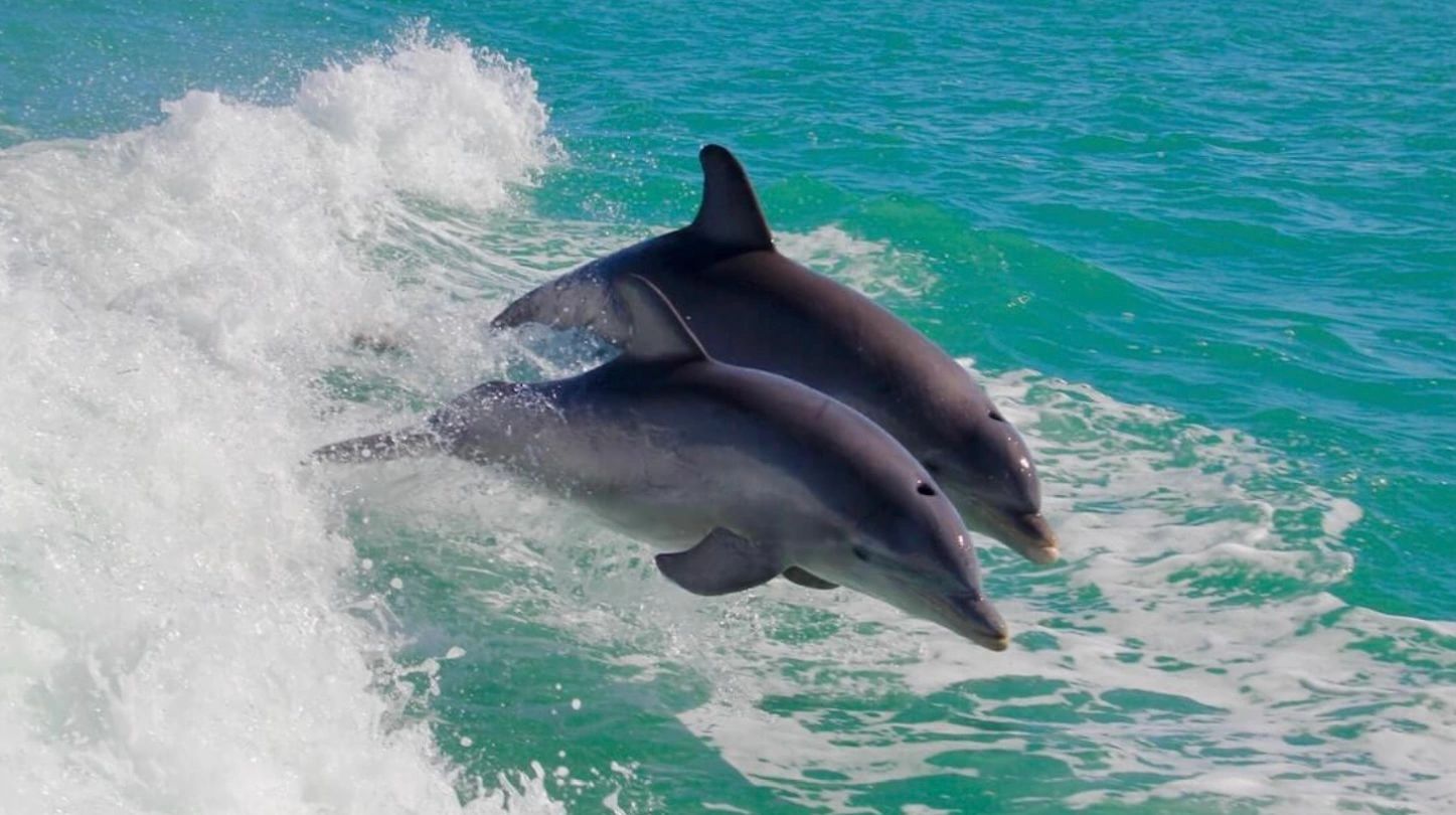 Emerald Tide Adventures