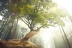 Soul Serenity Counseling