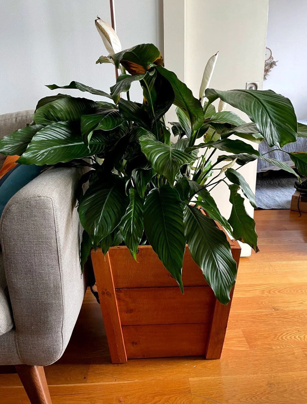 Cedar Patioo Planter