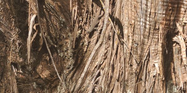 Tax pros know details matter, can you spot the lizard?