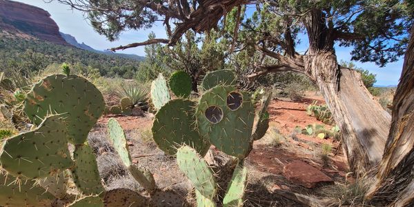 Tax Professionals can be like this happy cactus. Prickly at first, but a smile underneath.