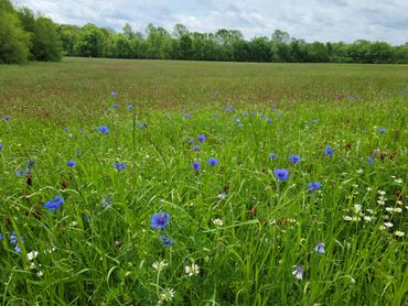 Blue cornflowers, wild daisies, and  crimson clover color a field.