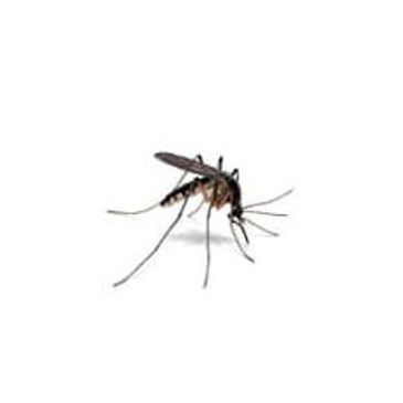 Mosquito Control Meridian ID