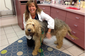 A happy Otterhound visits the Vet!