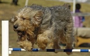 Otterhound clearing an agility course jump!