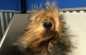 An Otterhound gets a "blow-dry" after having a bath!