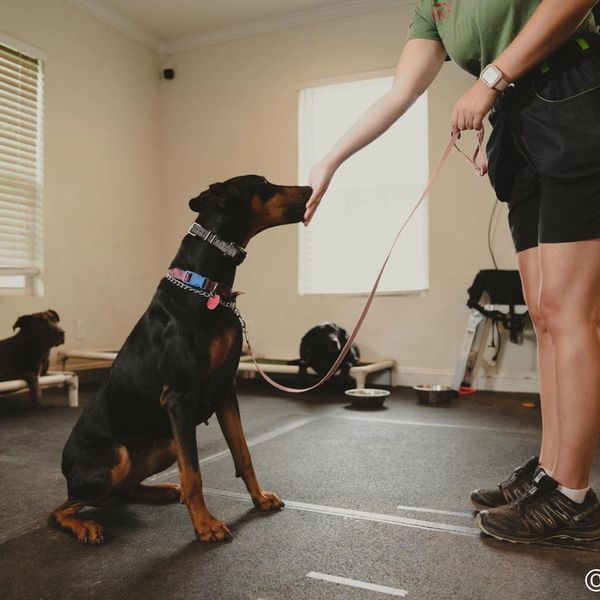 A Doberman receives a treat during a training session, with other dogs laying in the background.