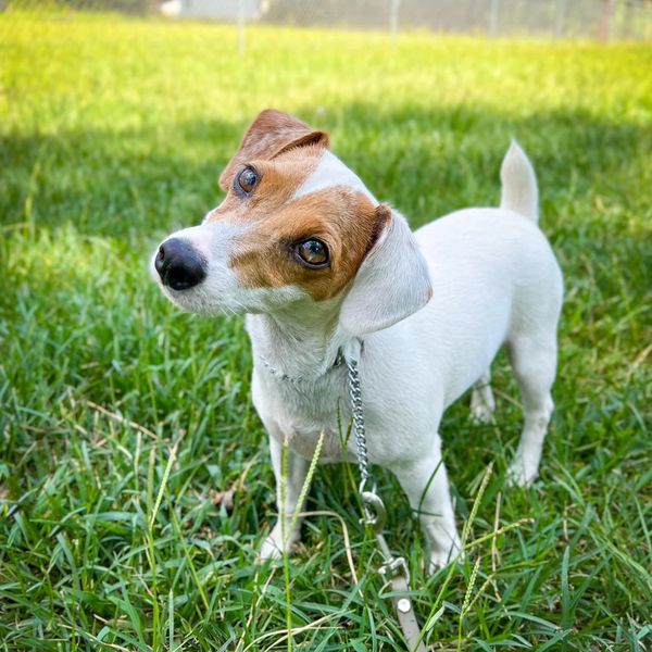 A Jack Russell puppy tilts its head in curiosity while standing in a grassy yard, looking adorable.
