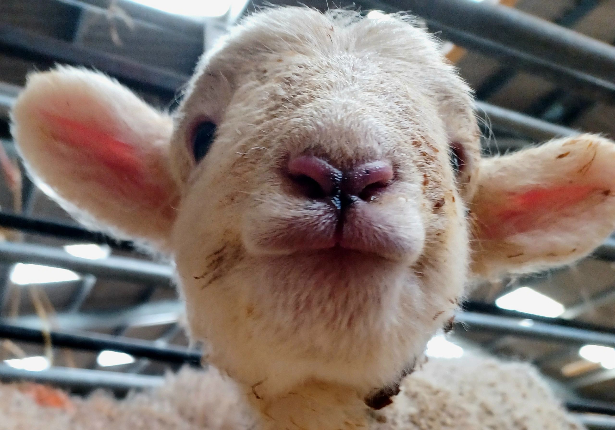 Why do we eat lamb?
