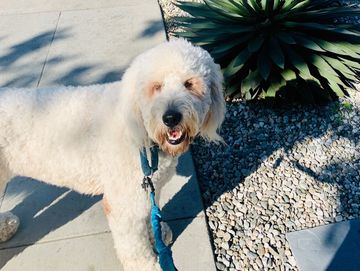 Ajax the doodle