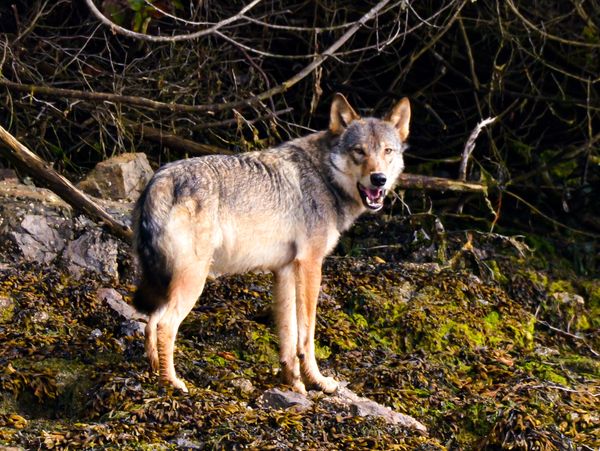 Lone wolf standing in a forest clearing