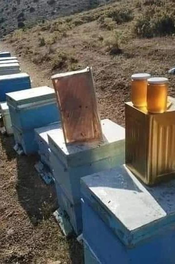 Row of blue beehives with honey jars on top outdoors.