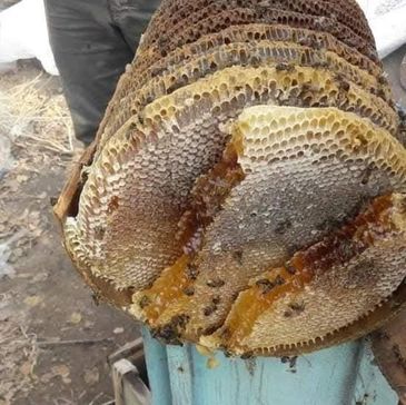 Close-up of a honeycomb with bees and honey dripping.