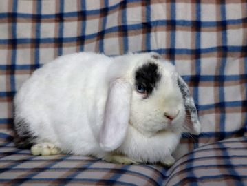 High Country Holland Lops - Bunny for Sale, Holland Lop, Rabbits