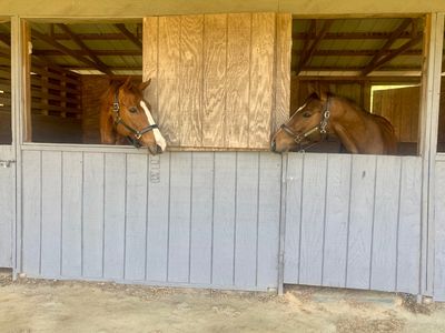 Two horses in stalls looking at each other