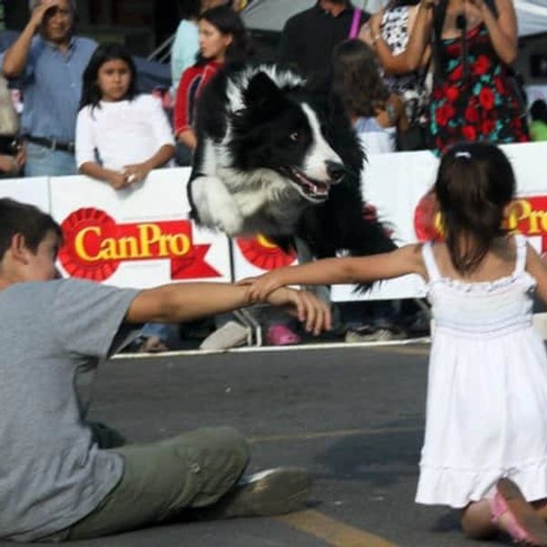 Border Collie VIP haciendo demostración de salto sobre niños