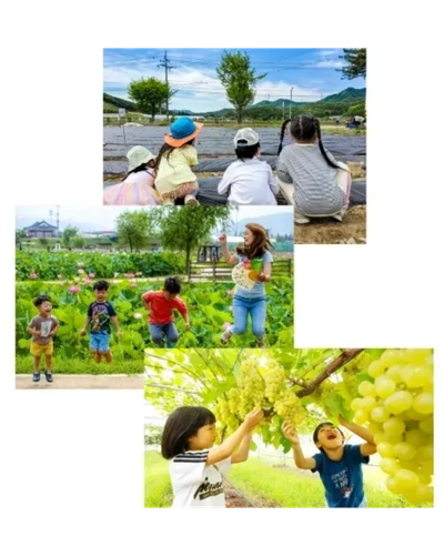 Children exploring farm activities and grape harvesting outdoors.