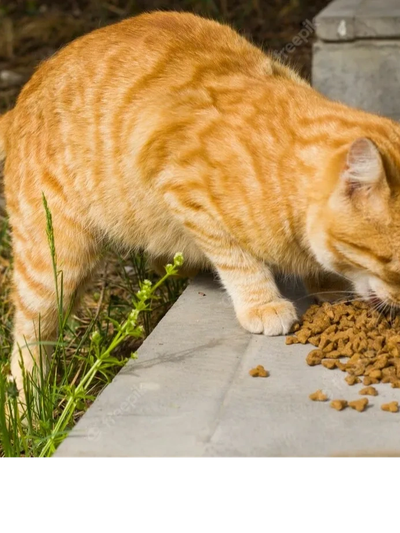orange-colored cat eating dry cat food off the cement porch of a good Samaritan. 