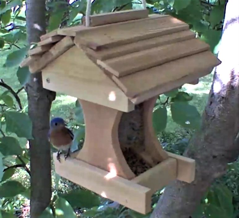 The best foods to attract Bluebirds