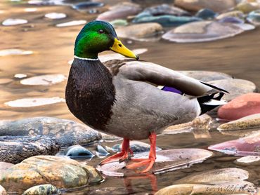 Jon's Wildlife Photos