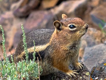 1707 Golden Mantled Ground Squirrel (Spermophilus Lateralis)001
