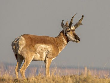 1707 Large Pronghorn Buck Overlooking Valley Below001