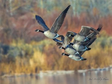 Jon's Wildlife Photos