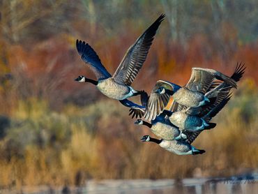 Jon's Wildlife Photos