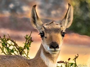 1809 Pronghorn Fawn Looking For An Early Evening Snack001