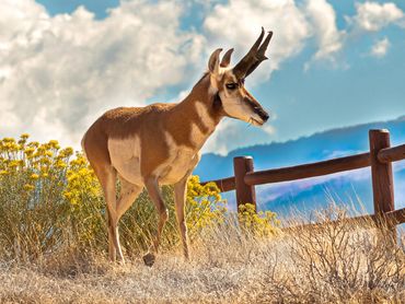 1809 Big Pronghorn Buck Having A Mid Morning Snack001