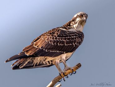 Jon's Wildlife Photos