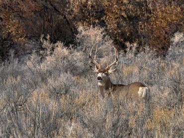 1901 4x4 Mule Deer Feeding Amongst The Sage Brush001
