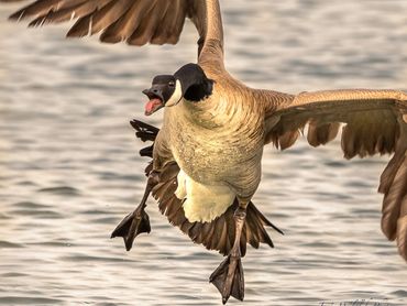 Jon's Wildlife Photos