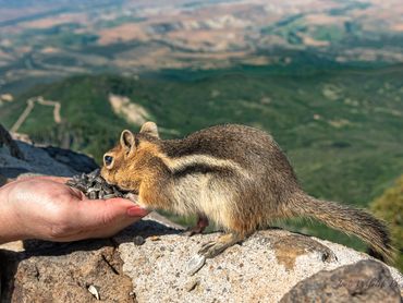 1907 Chipmunk And Sunflower Seeds001
