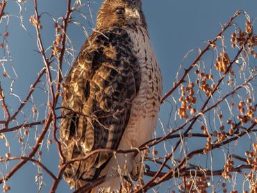 Jon's Wildlife Photos