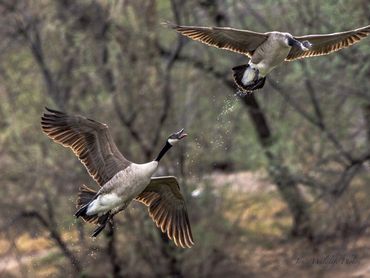 Jon's Wildlife Photos