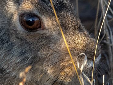 2005 Mountain Cotton Tail Rabbit001
