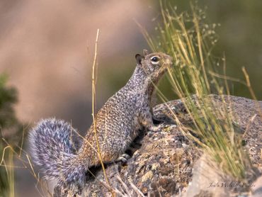 2109 Rock Squirrel Side Of Lands End Road001
