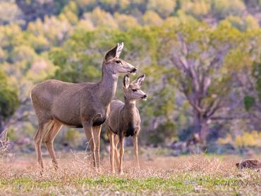 2111 Mule Deer Small And Large001

