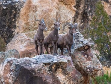 3 Big Horn Sheep Standing On Side Of Cliff
