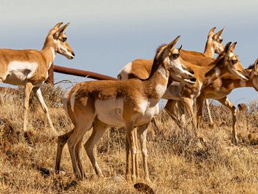 6 Pronghorns Getting Ready To Run Down The Hill