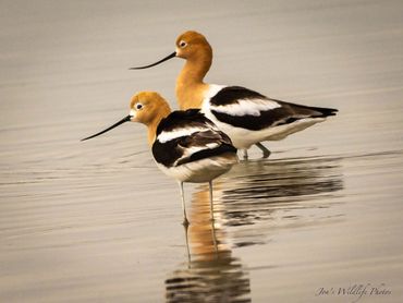 Jon's Wildlife Photos