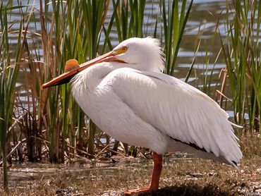 Jon's Wildlife Photos