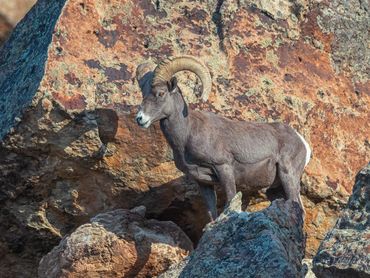 Big Horn Ram Overlooking The Flock

