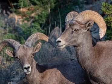 Big Horn Rams I Have Fought
