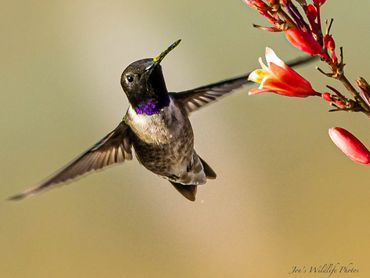 Jon's Wildlife Photos