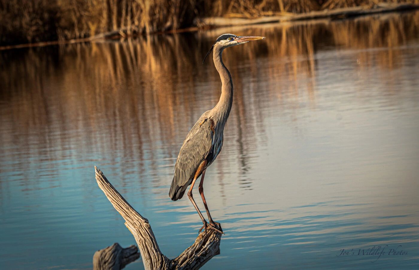 Jon's Wildlife Photos