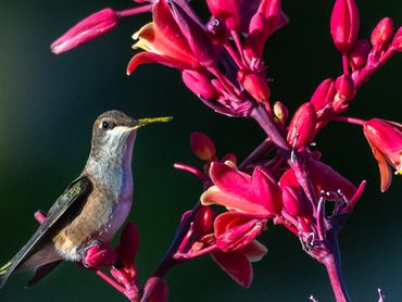 Jon's Wildlife Photos