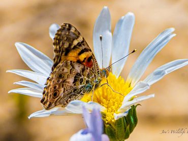 Butterflly On Daisy 1
