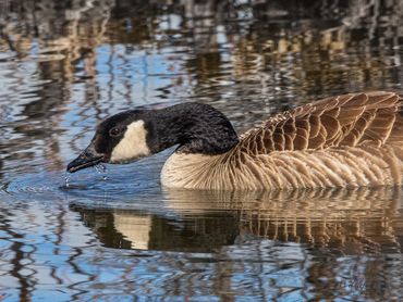 Jon's Wildlife Photos